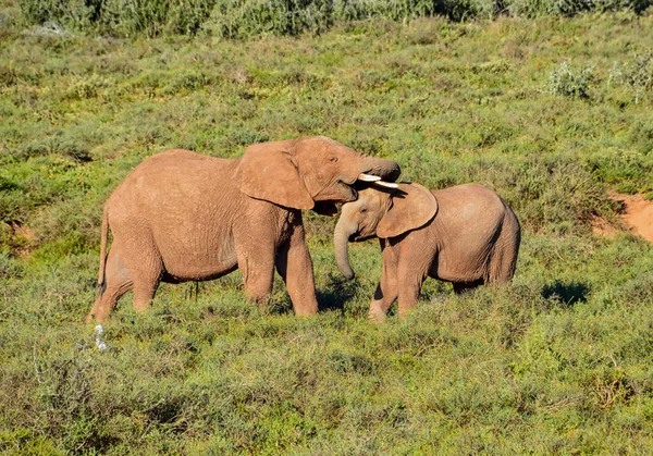 Two Young Elephants Playing Stick Southern African Savanna — Stock Photo, Image