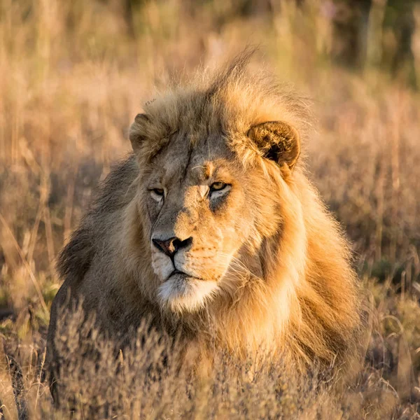 Gündoğumu içinde Güney Afrika savana bir erkek aslan-closeup portresi