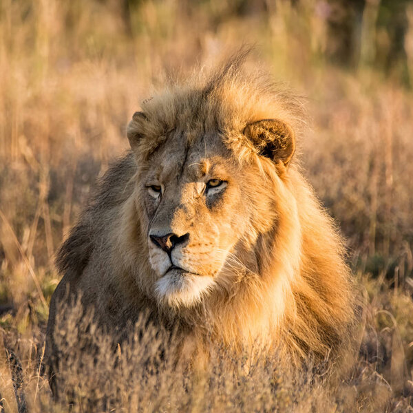 A closeup portrait of a male Lion at sunrise in the Southern African savanna