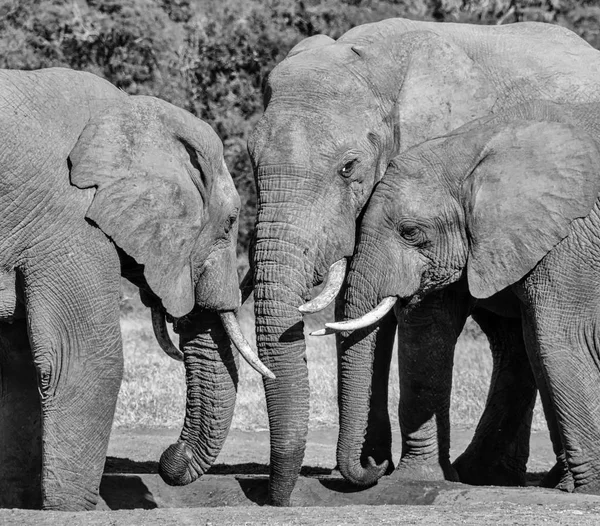 Güney Afrika'da bir sulama delik toplantıda Afrika filleri