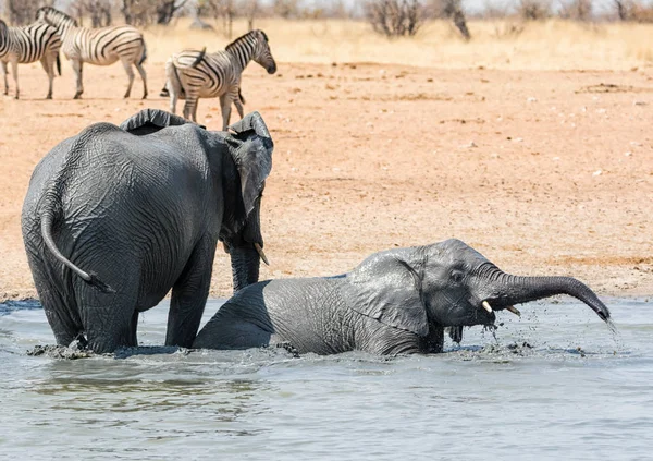 African Elephants taking a mud bath at a watering hole in Namibia