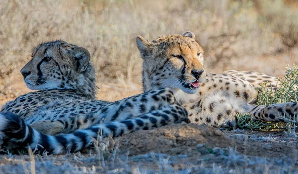 Par Cheetahs Juvenis Savana África Austral — Fotografia de Stock