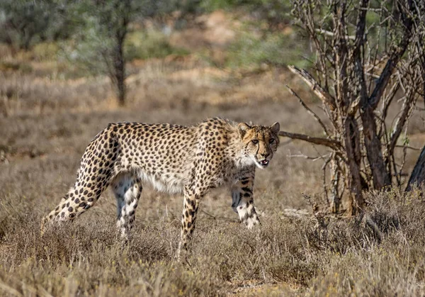 Een Jonge Cheetah Stalking Havikachtigen Zuid Afrikaanse Savanne — Stockfoto