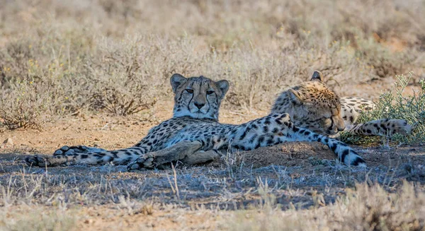 Sepasang Remaja Cheetah Sabana Afrika Selatan — Stok Foto