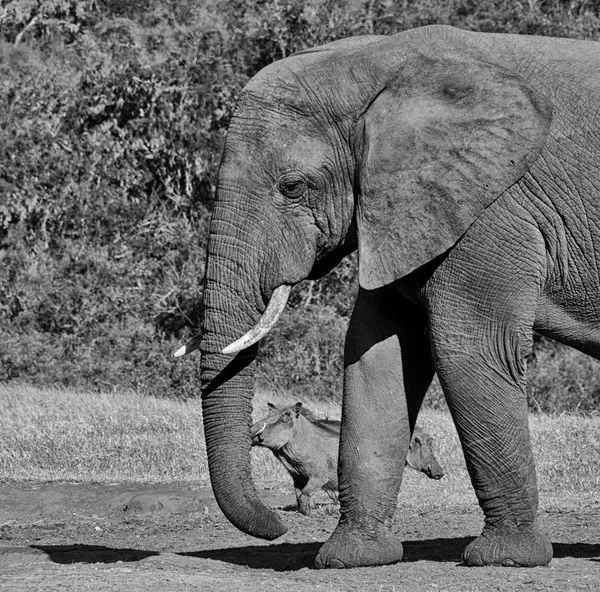 Warthogs cautiouslt bir çift fil Güney Afrika yanında bir sulama delik yaklaşım