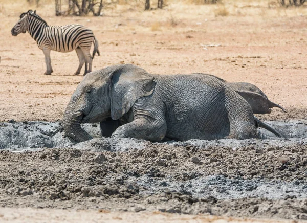 Éléphant Afrique Profitant Bain Boue Dans Point Eau Dans Savane — Photo