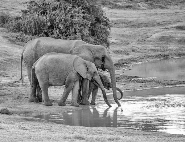 Una Familia Elefantes Africanos Detiene Abrevadero Para Tomar Una Copa — Foto de Stock
