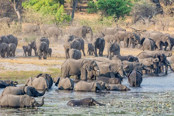 Uma Manada Elefantes Africanos Vem Rio Para Beber Refrescar Faixa — Fotografia de Stock