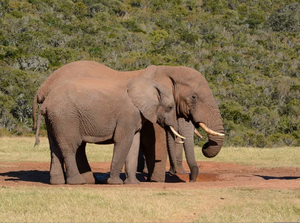 African Elephants meeting at a watering hole in Southern Africa