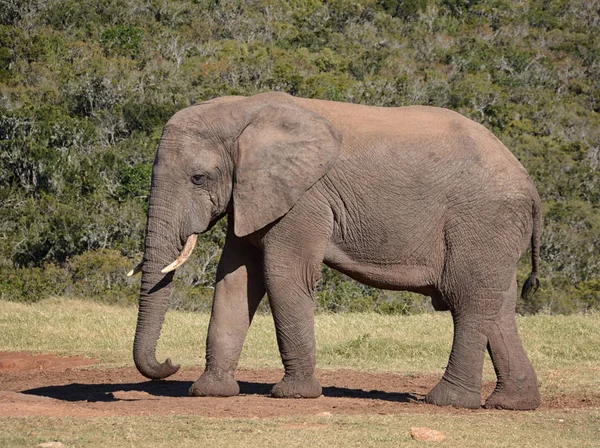 Una Vista Lateral Elefante Africano Adulto Con Colmillos —  Fotos de Stock