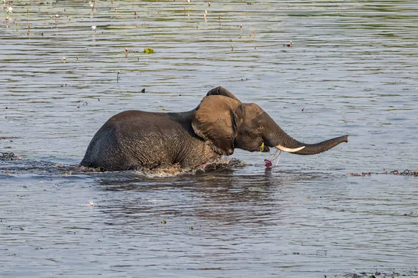 Слон Возвращается Берег Реки Полным Ртом Водяных Лилий Намибийской Саванне — стоковое фото