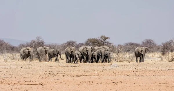 Bir üreme sürüsü Afrika Namibya savana yürüyüş