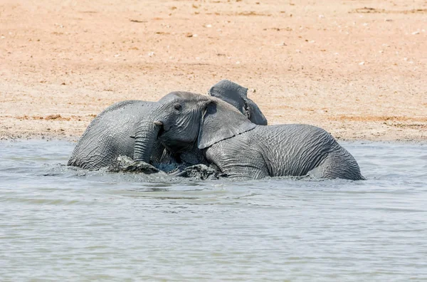 Afrika Namibya bir sulama delik, çamur banyo filler