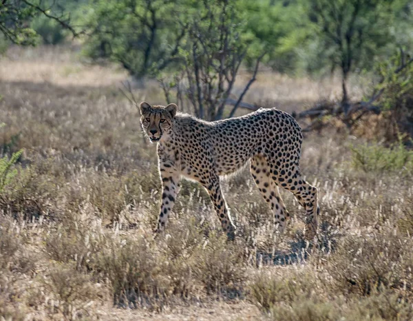 Juvenilní Gepard Jižní Africké Savany — Stock fotografie