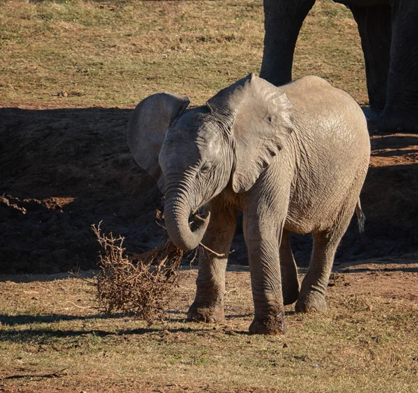 Bébé Éléphant Afrique Jouant Avec Buisson Mort — Photo