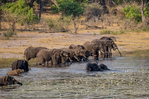 Afrika, içme ve Caprivi şerit, Namibya nehirde yüzme fil sürüsü