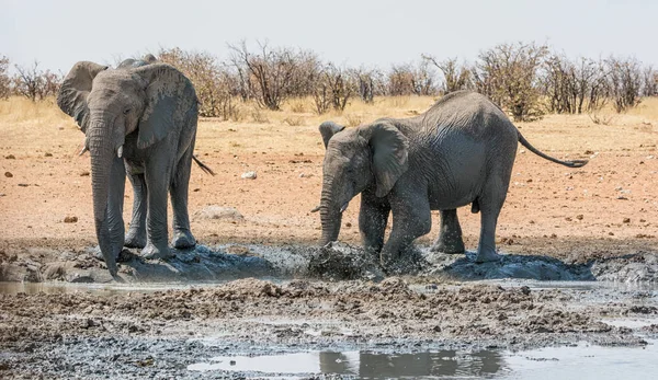Αφρικανικοί Ελέφαντες Λαμβάνοντας Ένα Λασπόλουτρο Μια Τρύπα Πότισμα Ναμίμπια — Φωτογραφία Αρχείου