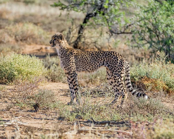 Güney Afrika savana bir çocuk Çita