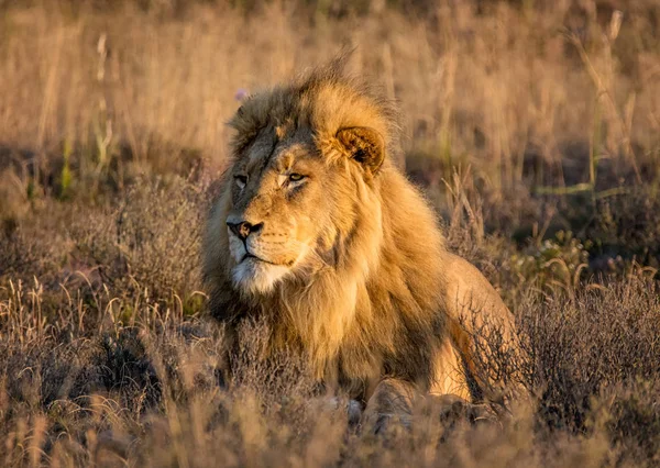 Gündoğumu içinde Güney Afrika savana bir erkek aslan-closeup portresi