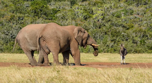 Bir Zebra sabırla bir sulama delik içinde Güney Afrika, bitirmek filler için bekler.