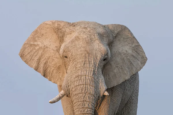 A close portrait of an African elephant\'s face