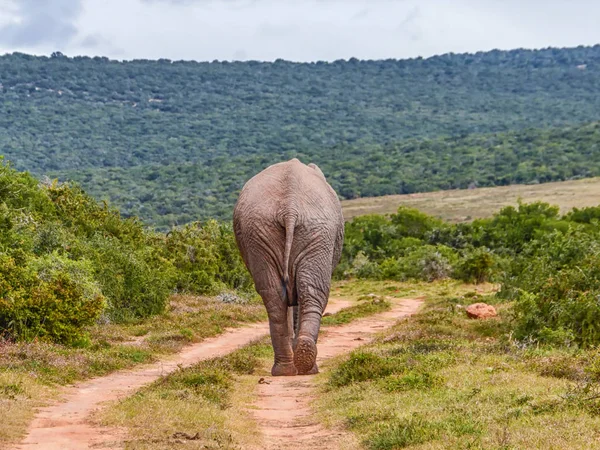 Güney Afrika savana bir kir parça aşağı çekip bir fil