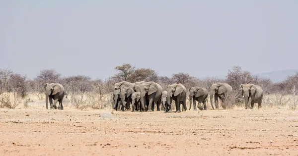 Una Manada Elefantes Africanos Caminando Por Sabana Namibia — Foto de Stock