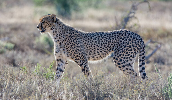 A juvenile Cheetah in Southern African savanna
