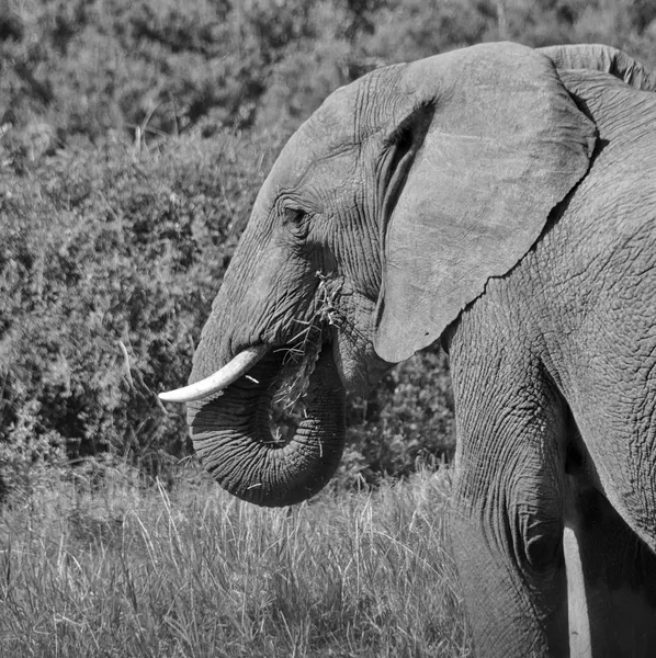 食べるアフリカ象 — ストック写真