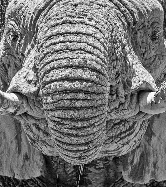 Close-up detail of an African Elephant face