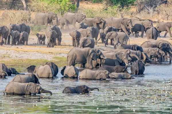Стадо Африканских Слонов Приходит Реке Выпить Остыть Намибийском Каприви — стоковое фото