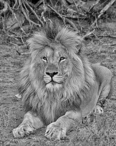 Retrato Leão Macho Adulto África Austral — Fotografia de Stock