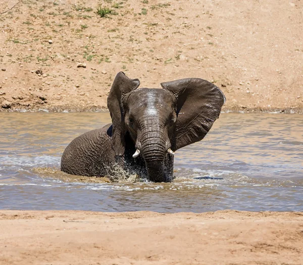 Namibya ülkesindeki bir sulama delik sıcak bir günde bir sıçrama sahip bir Afrika fili