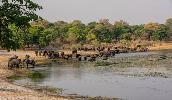 Bir sürüsü Afrika içki ve serin bir nehir Namibya'nın Caprivi şerit aşağı gelir