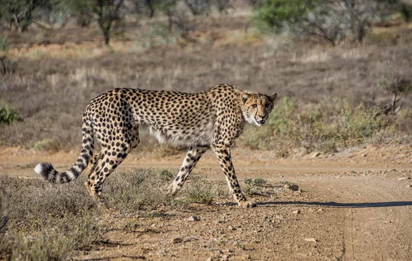 Juvenilní Gepard Jižní Africké Savany — Stock fotografie
