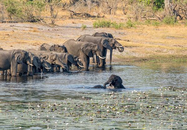 A herd of African Elephants comes to a river to drink and cool down in Namibia's Caprivi Strip