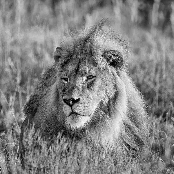 Gündoğumu içinde Güney Afrika savana bir erkek aslan-closeup portresi