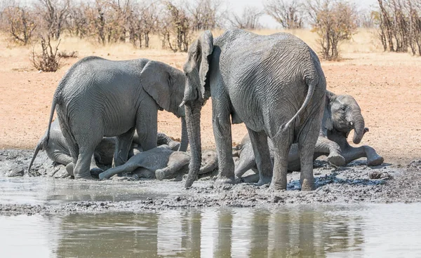 Afrikanska Elefanter Att Ett Lerbad Vid Ett Vattenhål Namibia — Stockfoto