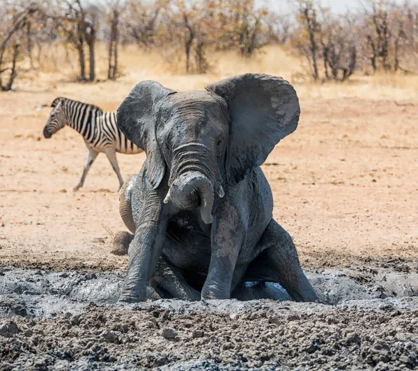 Çocuk Afrika fili Namibya savana bir çamur banyo keyfi