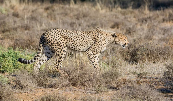 Juvenile Cheetah Southern African Savanna — Stock Photo, Image