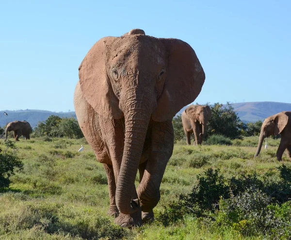 Взрослый Африканский Слон Направляется Прямо Нам — стоковое фото