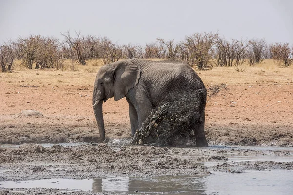 Afrika Namibya savana bir sulama delik bir çamur banyosunda zevk fil