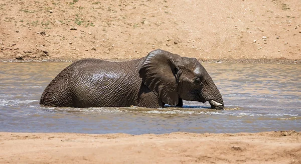 Namibya ülkesindeki bir sulama delik sıcak bir günde bir sıçrama sahip bir Afrika fili
