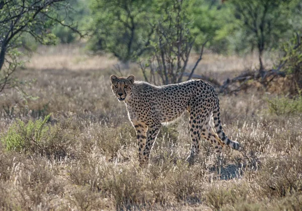 Een Jonge Cheetah Zuidelijke Afrikaanse Savanne — Stockfoto