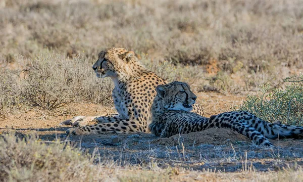Dvojice Mladých Gepardi Jižní Africké Savany — Stock fotografie
