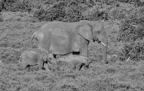 Una Madre Dos Terneros Elefantes Caminando Sabana Del Sur África — Foto de Stock