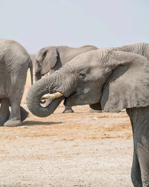 Ritratto Elefante Africano Che Beve Abbeveratoio Della Savana Namibiana — Foto Stock