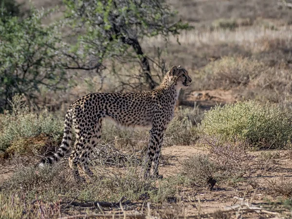 Een Jonge Cheetah Zuidelijke Afrikaanse Savanne — Stockfoto