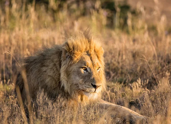 Gündoğumu içinde Güney Afrika savana bir erkek aslan-closeup portresi