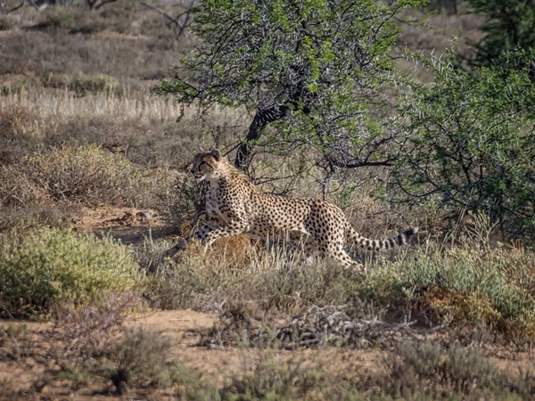 A juvenile Cheetah in Southern African savanna